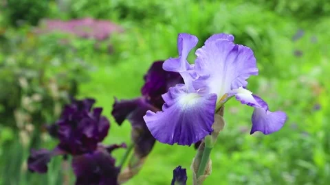 Blue iris flowers blown by wind in garden in sunny day. Stock Footage 133725620