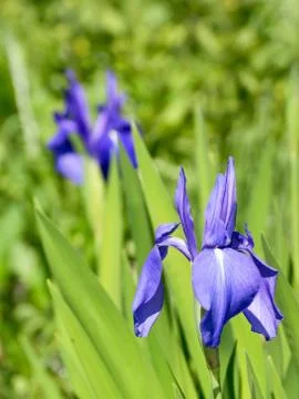 Blue iris flowers Stock Photos