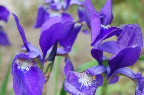 Blue Iris Flowers Soft Focus Close Up Stock Photos