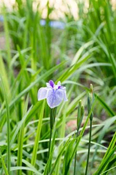 Blue iris in full bloom Stock Photos