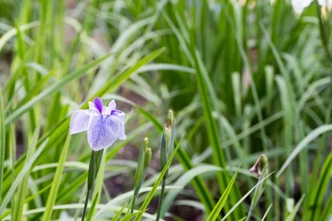 Blue iris in full bloom Stock Photos