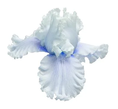 Blue iris head flower isolated on white background. Easter. Summer. Spring... Photos