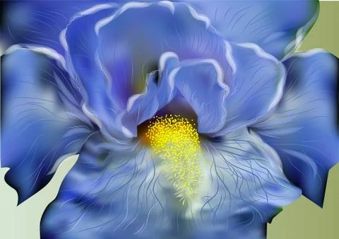 Blue iris Stock Illustration