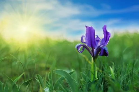 Blue Iris (Iris L.) in the green grass Stock Photos