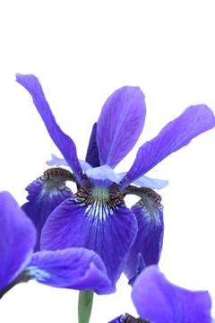Blue iris. isolated on white Stock Photos