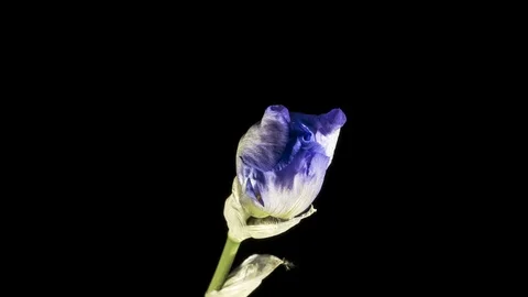 Blue iris or blueflag flower blooming 스톡 동영상 89518325