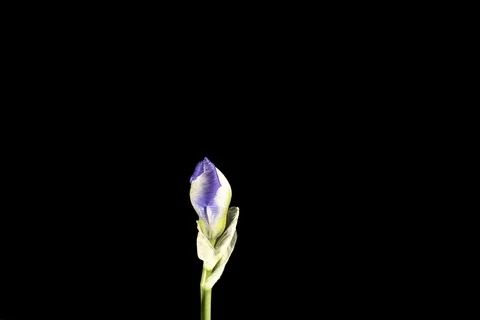 Blue iris or blueflag flower blooming Video stock 89518353