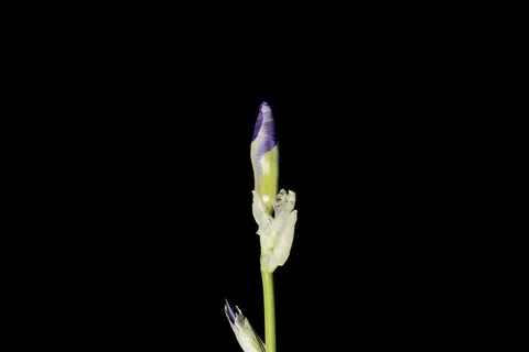 Blue iris or blueflag flower blooming Stock-Footage 89518478