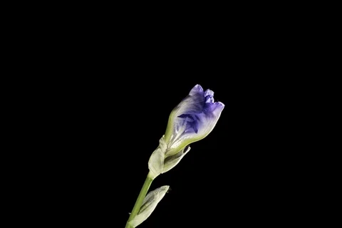 Blue iris or blueflag flower blooming Stock Footage 89518496