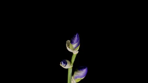 Blue iris or blueflag flower blooming Stock Footage 109220533