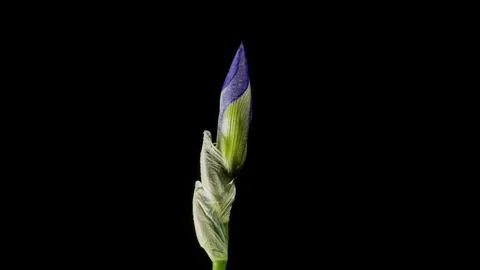 Blue iris or blueflag flower blooming Stock Footage 109220938