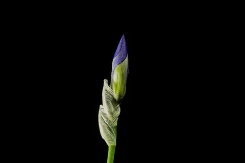 Blue iris or blueflag flower blooming Stock-Footage 109221605