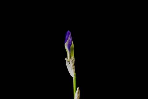 Blue iris or blueflag flower blooming Stock Footage 109223378