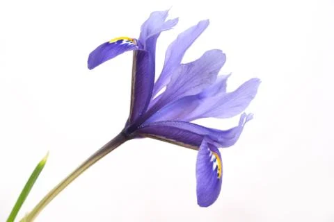 Blue iris Stock Photos