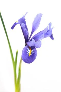 Blue iris Stock Photos