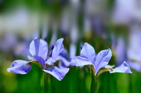 Blue iris Stock Photos