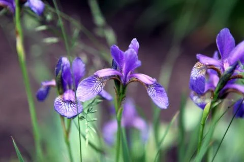 Blue iris Stock Photos