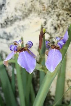 Blue iris Stock Photos