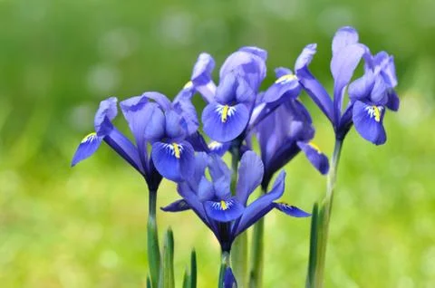 Blue iris Stock Photos