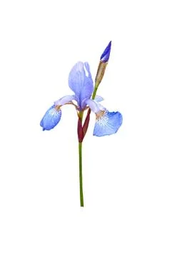Blue Iris Stock Photos