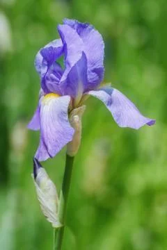 Blue Iris Stock Photos