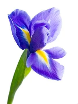 Blue iris. Stock Photos