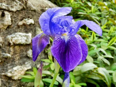 Blue Iris Stock Photos