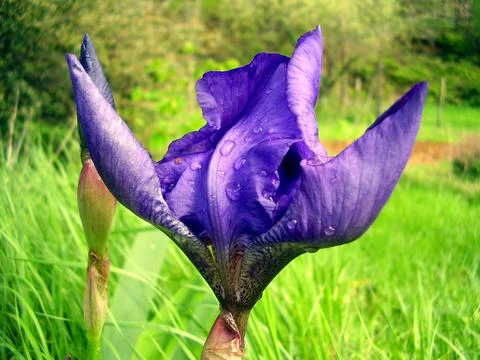 Blue Iris Stock Photos