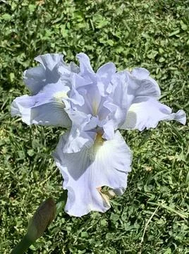 Blue Iris Stock Photos