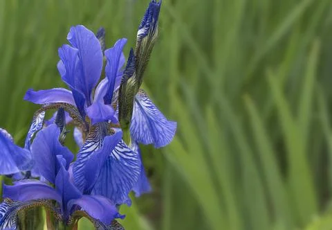 Blue iris Foto stock