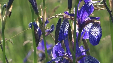 Blue iris on a spring meadow Video stock 90526002