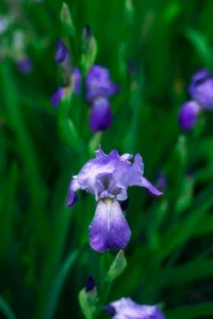 The blue iris was shot close-up on a blurred garden of irises background Stock Photos