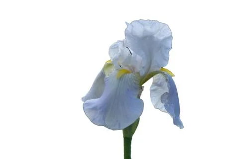 Blue iris on white background Stock Photos