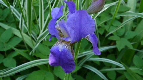 Blue irise closeup moving on the wind. Video footage HD static camera. Stock Footage 77566482