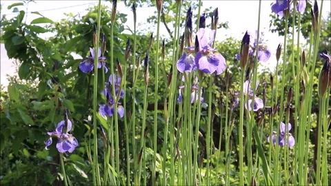 Blue irises blowing in the wind in a garden Stock Footage 321307152