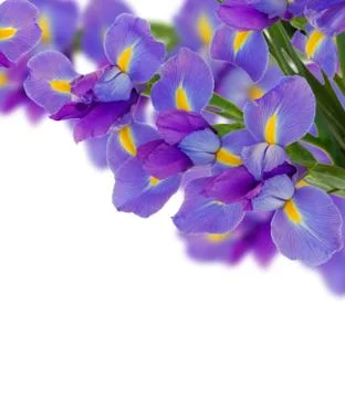 Blue  irises border Stock Photos