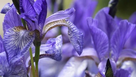 Blue irises closeup Stock Footage 76587748