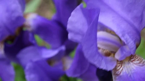 Blue irises closeup moving on the wind. Video footage HD static camera. Stock Footage 76772232
