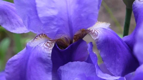 Blue irises closeup moving on the wind. Video footage HD static camera. Stock Footage 76880934