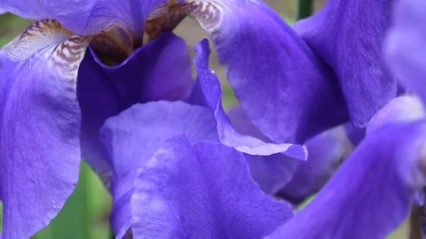 Blue irises closeup moving on the wind. Video footage HD static camera. Stock Footage 76940576