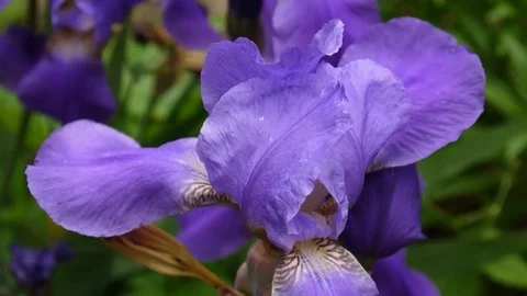 Blue irises closeup moving on the wind. Video footage HD static camera. Stock Footage 77418886