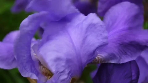 Blue irises closeup moving on the wind. Video footage HD static camera. Stock Footage 81504390