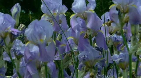 Blue irises 스톡 동영상 18195911
