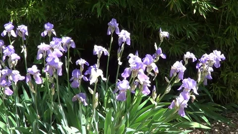 Blue irises Vídeo Stock 334863429