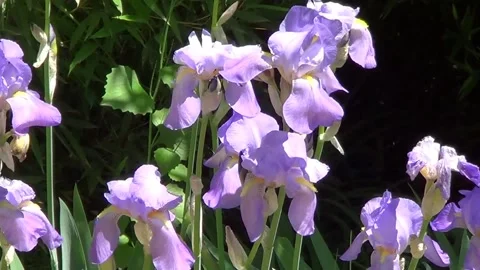 Blue irises Vidéo 338115771