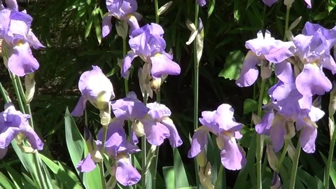 Blue irises Stock-Footage 338115873
