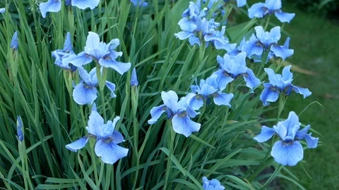 Blue irises moving on the wind Video stock 114023682