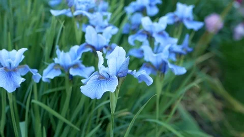Blue irises moving on the wind Video stock 114023720
