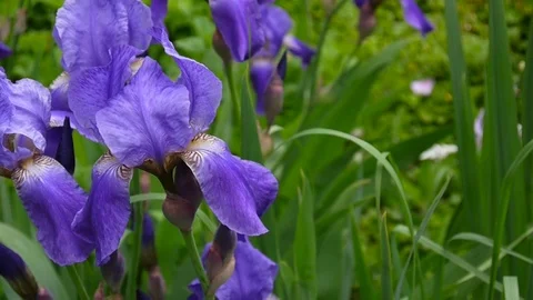 Blue irises moving on the wind. Video footage HD static camera. Stock Footage 76772214