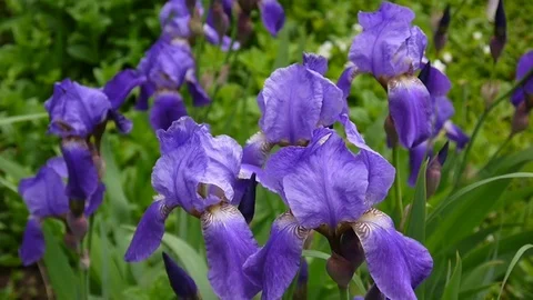 Blue irises moving on the wind. Video footage HD static camera. Stock Footage 76845111